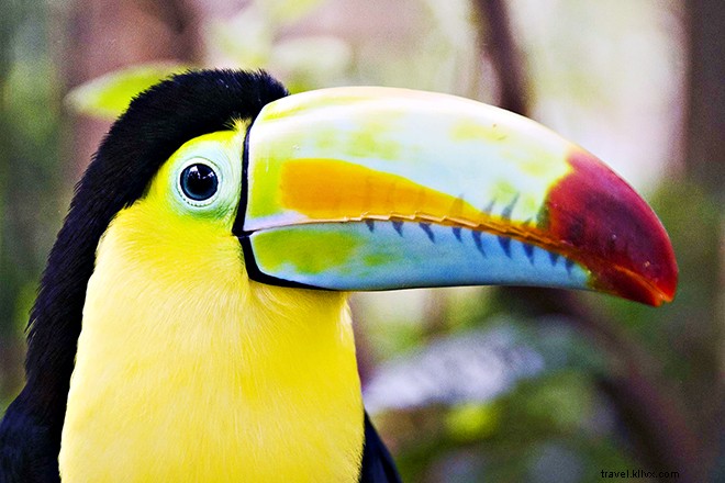 10 Exclusive Adventures You Can Only Experience in Costa Rica